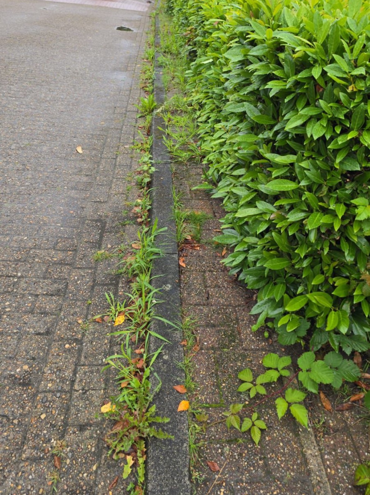 Ungepflegter Rasen vor der Arbeit